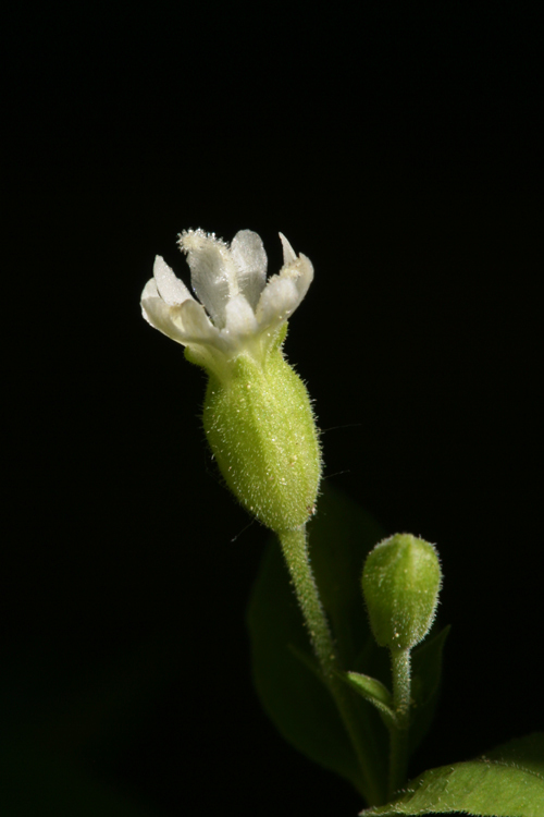 Image of Menzies' campion