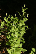 Image of Menzies' campion