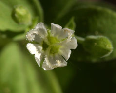 Image of Menzies' campion