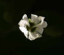 Image of Menzies' campion