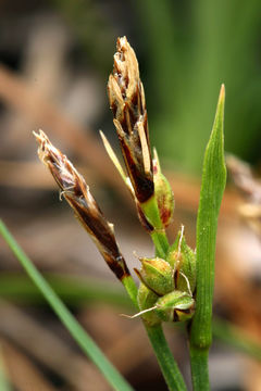 Imagem de Carex rossii Boott