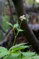 Image of baneberry