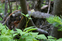 Image of baneberry