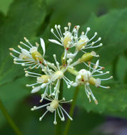 Image of baneberry