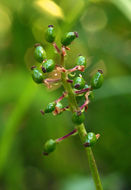 Image of baneberry