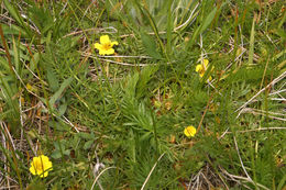 Image of Cut-Leaf Cinquefoil