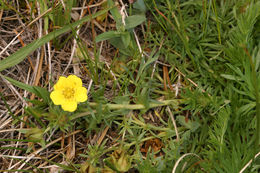 Image of Cut-Leaf Cinquefoil