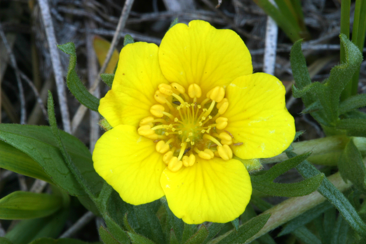 Image of Cut-Leaf Cinquefoil