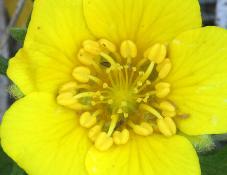 Image of Cut-Leaf Cinquefoil