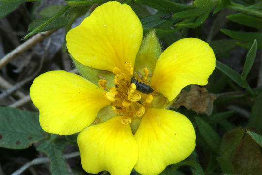 Image of Cut-Leaf Cinquefoil