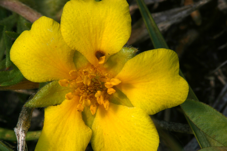 Слика од Potentilla millefolia Rydb.