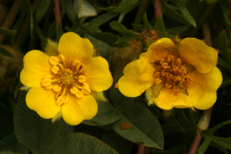 Слика од Potentilla millefolia Rydb.