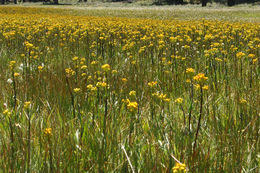 Image of Stout Meadow Ragwort