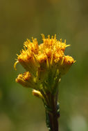 Image of Stout Meadow Ragwort