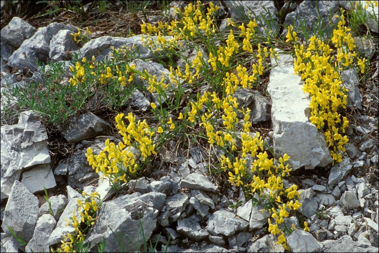 صورة Genista januensis Viv.