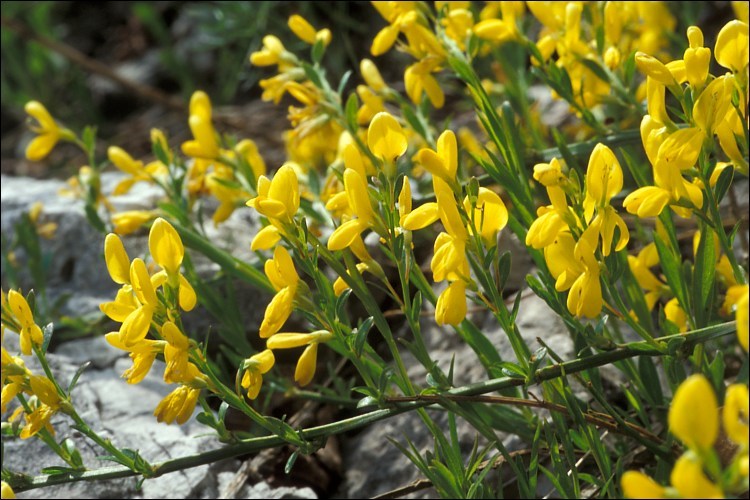 صورة Genista januensis Viv.