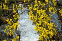 صورة Genista januensis Viv.