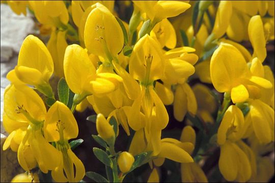 Imagem de Genista januensis Viv.