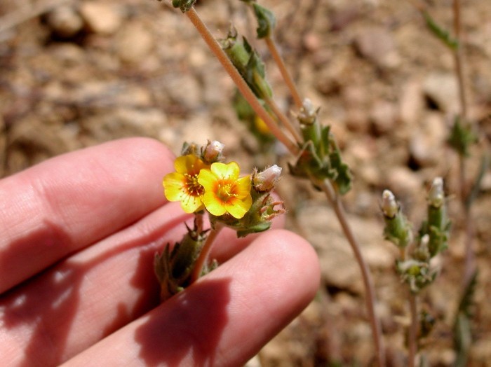 Image of Veatch's blazingstar