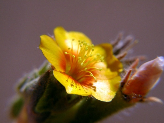 Image of Veatch's blazingstar