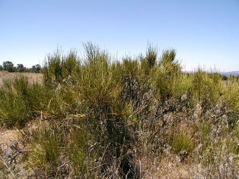 Image of Green Ephedra