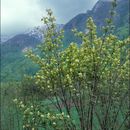 Imagem de Sambucus racemosa L.