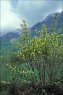 Imagem de Sambucus racemosa L.