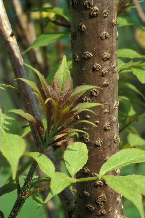 Imagem de Sambucus racemosa L.