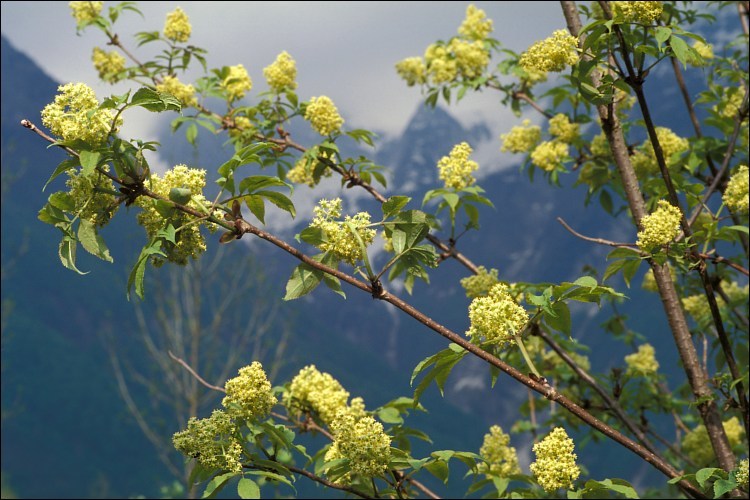 Imagem de Sambucus racemosa L.