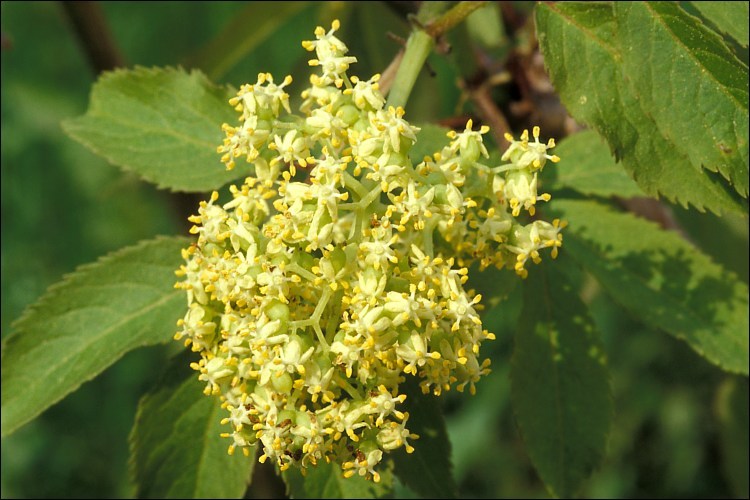 Imagem de Sambucus racemosa L.