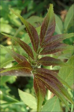 Imagem de Sambucus racemosa L.