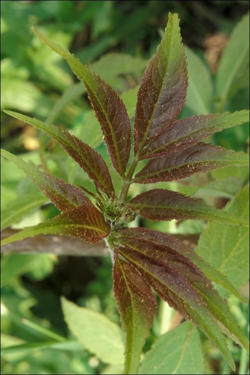 Image of Red-berried Elder