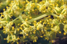 Imagem de Sambucus racemosa L.