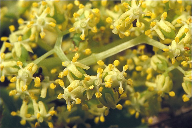 Image of Red-berried Elder