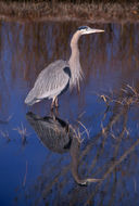 Imagem de Ardea herodias Linnaeus 1758