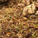 Phacelia racemosa (Kellogg) A. A. Heller resmi