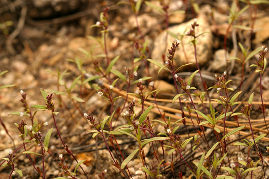 Image of racemose phacelia