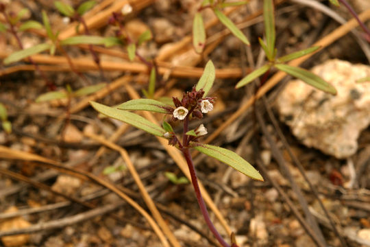 Image of racemose phacelia