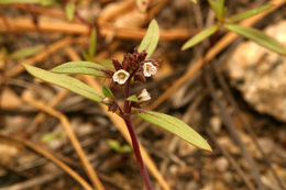 Image of racemose phacelia