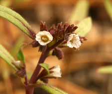 Image of racemose phacelia