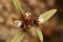 Image of racemose phacelia