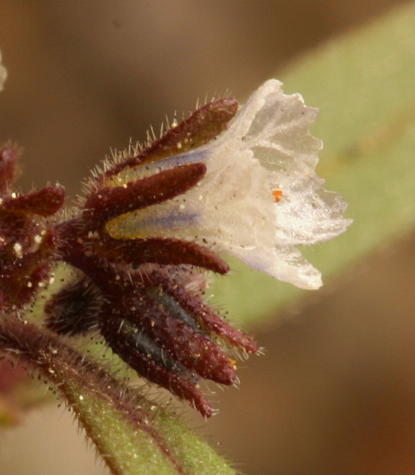 Phacelia racemosa (Kellogg) A. A. Heller resmi