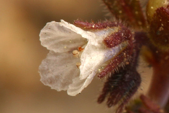 Phacelia racemosa (Kellogg) A. A. Heller resmi