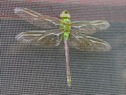 Image of Common Green Darner