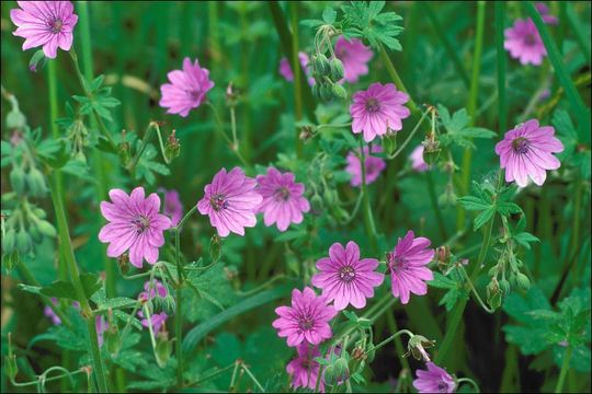 Image of hedgerow geranium