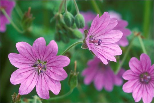 Image of hedgerow geranium