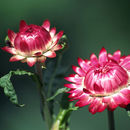 Image of <i>Helichrysum bracteatum</i>