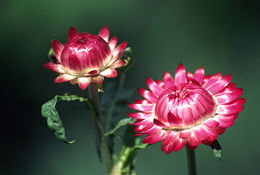 Imagem de <i>Helichrysum bracteatum</i>