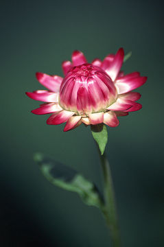 Image of <i>Helichrysum bracteatum</i>