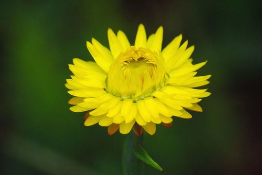 Image of <i>Helichrysum bracteatum</i>